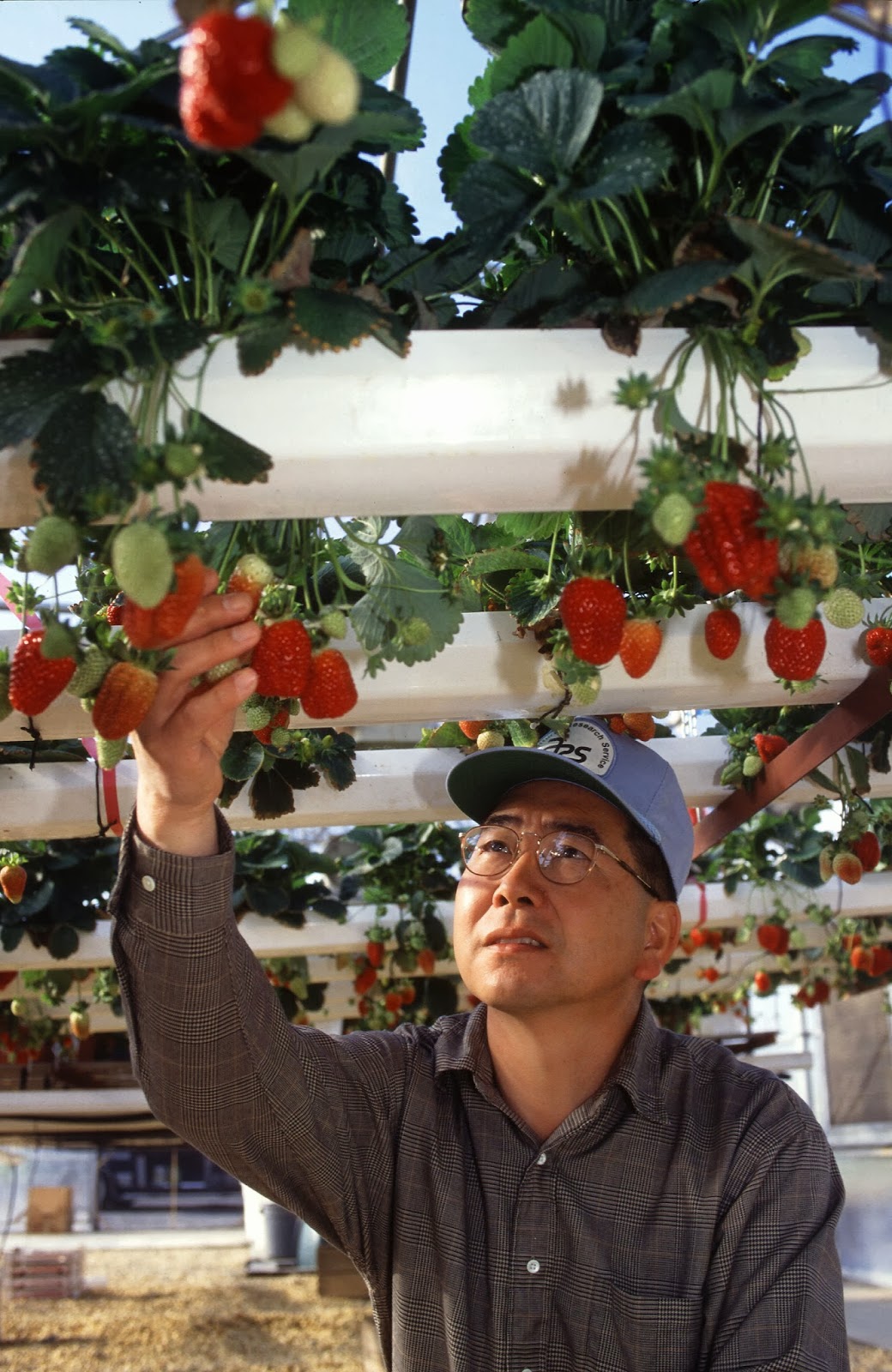 Hydroponic_strawberry_usda