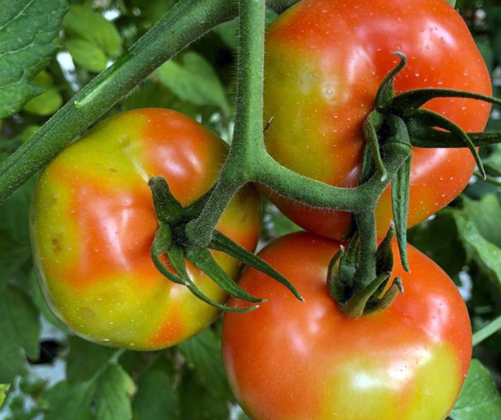 tomate-rugoso