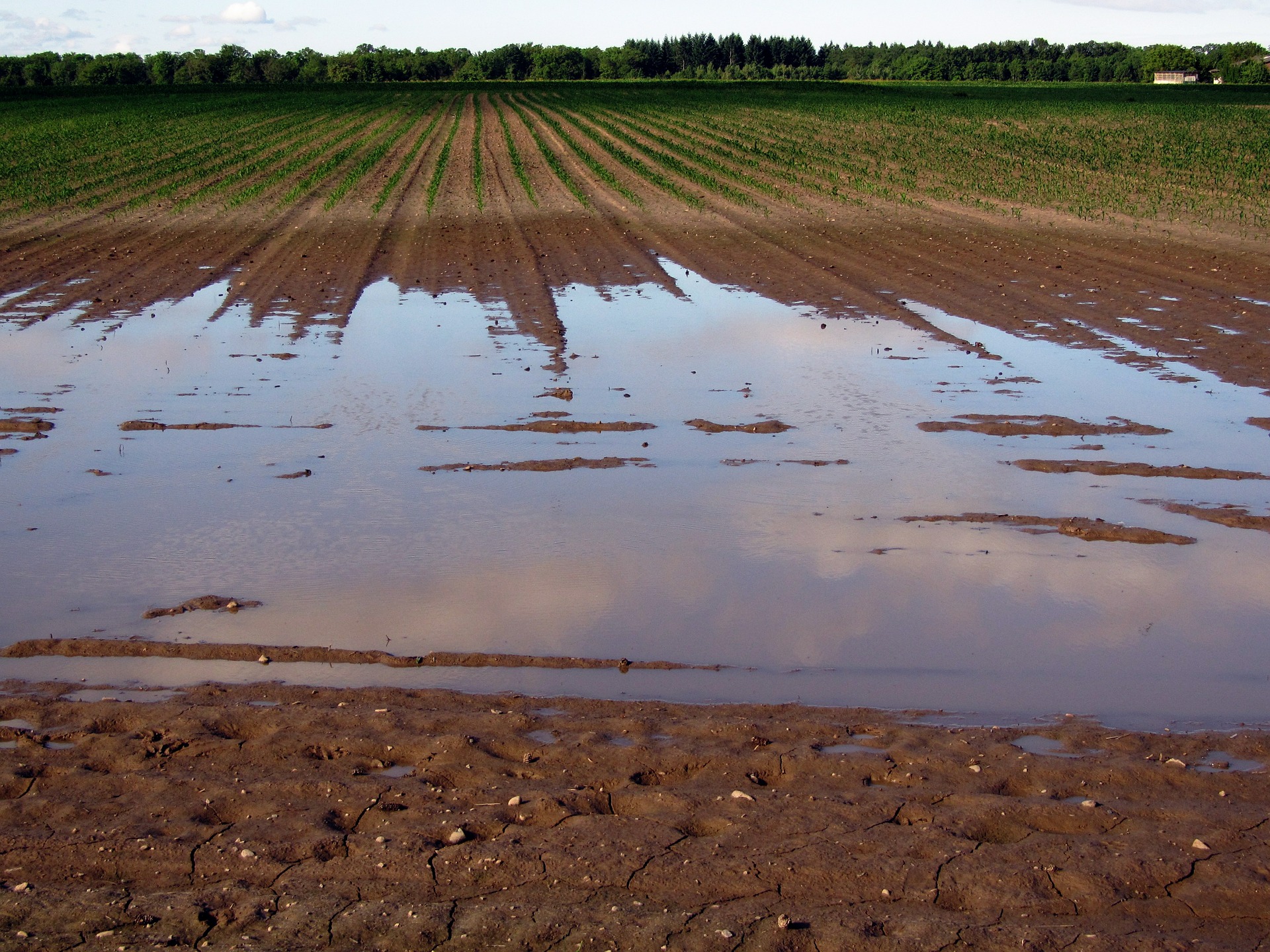 arable-406153_1920